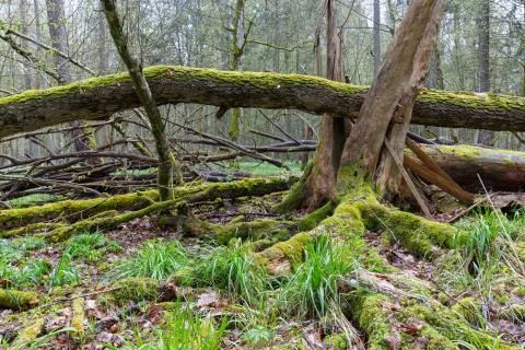 Large broken tree lying in spring forest and old broken stump in foreground m Stock Photos