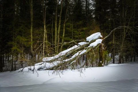 A large broken tree. Stock Photos