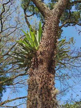 Large bromeliad fixed to a tree trunk. Foto stock