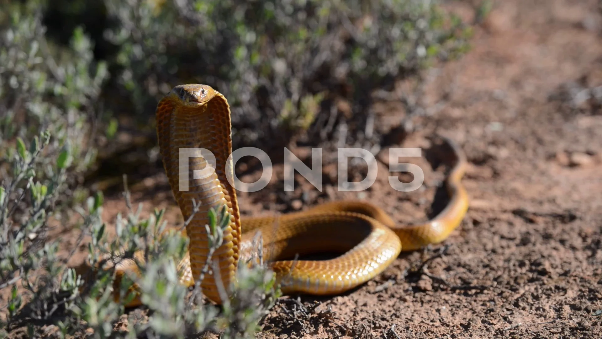 A Large Bronze Cape Cobra With Hood And Stock Video Pond5