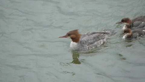 Large brood of Common Merganser Ducks swimming in Brooks River - Slow Motion Stock Footage 278061655