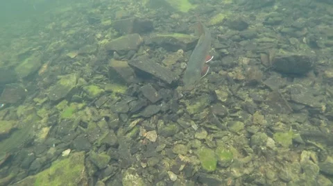 Large Brook Trout 库存影片 68570245