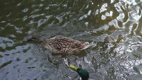 Large Brown And Mallard Duck Swimming Closely Together Stock Footage 310410153
