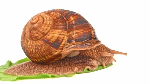 A large brown and tan snail is laying on a leaf 스톡 동영상 320425018