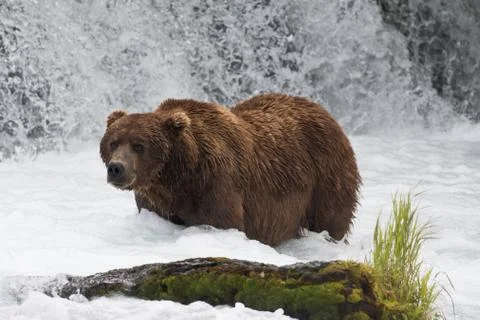 Large brown bear at Brooks Falls 스톡 사진