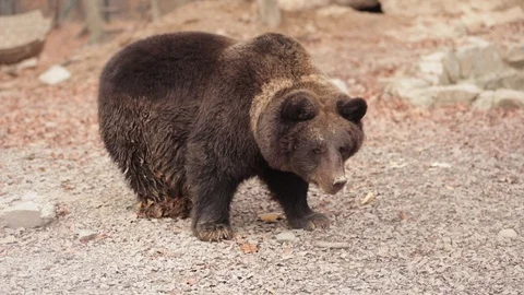 A large brown bear in the Carpathian mountains Stock Footage 99140837