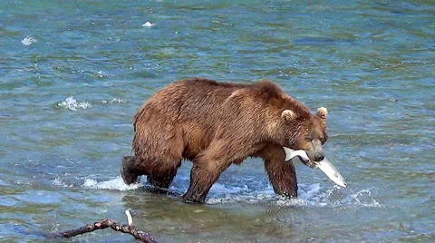 Large Brown Bear Carries a Salmon to Shore to Eat It Stock Footage 51136151