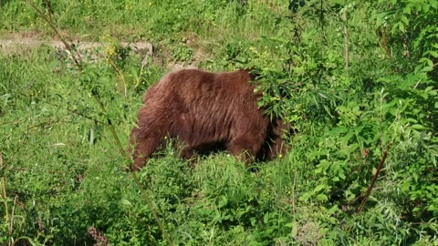 Large brown bear eating plants in green forest area Stock Footage 310851687