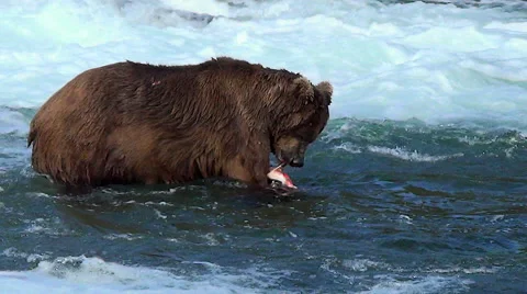 Large Brown Bear Eating a Salmon in Midstream Stock Footage 51395408