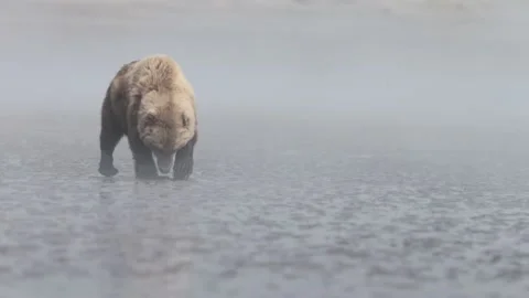 Large brown bear finding clams Stock Footage 201947956