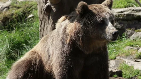 Large brown bear Stock Footage 53063496