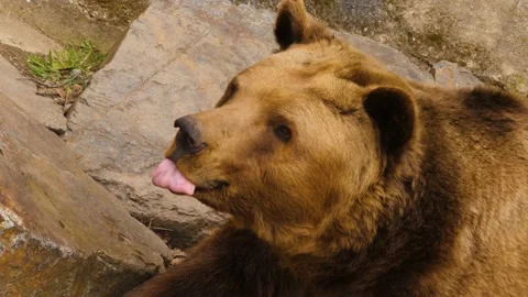 Large brown bear Stock Footage 238888607