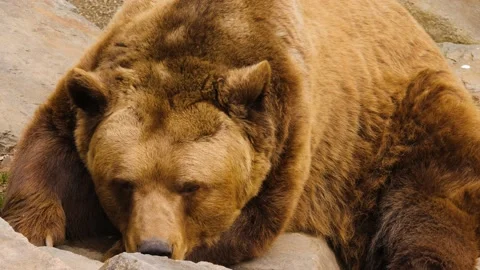 Large brown bear Stock Footage 238989496