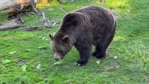 A large brown bear foraging for food on a grassy field in a wildlife park Видео 335491271