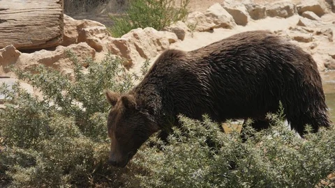 Large brown bear goes among rocks and bushes on a sunny day in summer in slo-mo Stock Footage 117293393