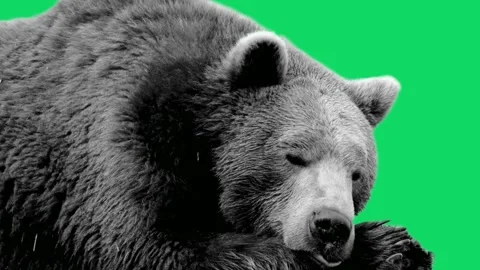 Large brown bear head close up portrait resting on green screen background Stock-Footage 341801711