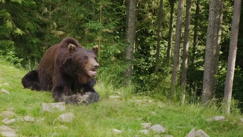 Large brown bear lies on green grass in forest clearing near pine trees whi.. Vídeos de archivo 334518830