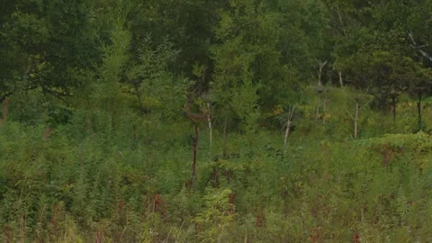 Large brown bear makes its way through thickets of grass and bushes on edge of Vidéo 327346564