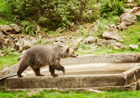 Large Brown bear 스톡 사진