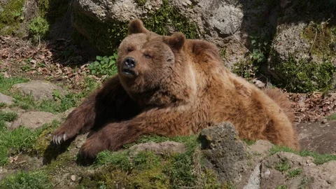 Large Brown Bear Relaxing Stock Footage 102616102