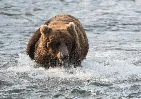 Large brown bear in river Foto stock
