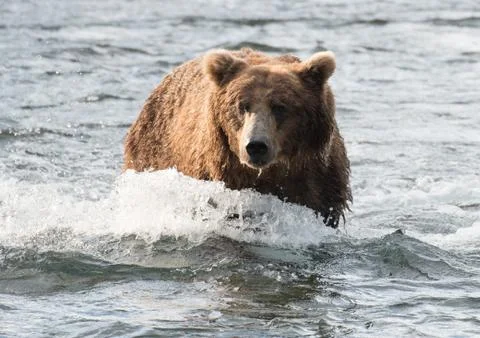 Large brown bear in river 스톡 사진