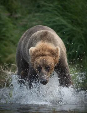 Large brown bear running 스톡 사진