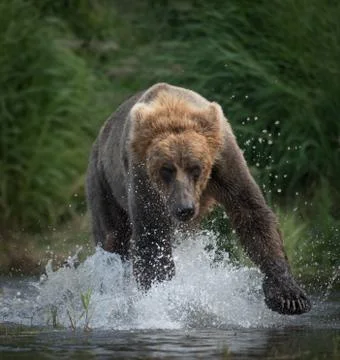 Large brown bear running Stock-Fotos