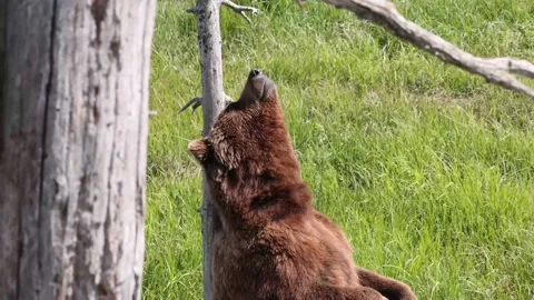 Large Brown Bear Scratches Back On Tree Trunk 스톡 동영상 170165806