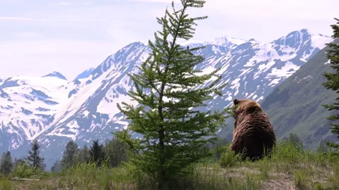 Large Brown Bear Sits On Hilltop In Mountains Stock-Footage 170165810