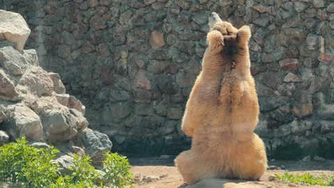 A large brown bear sits looking up waiting for food. Stock Footage 307088398