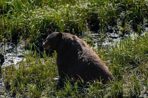 Large brown bear sits in open grassy area after a meal in the summer Stock-Fotos
