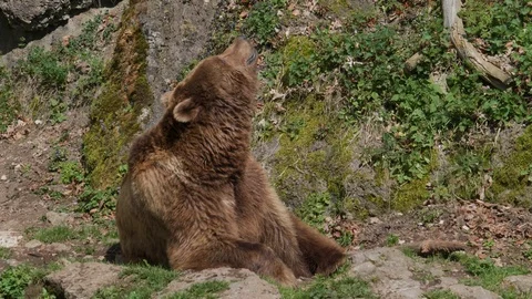 Large Brown Bear Sitting on the Ground Sniffing the Air Stock Footage 102616268