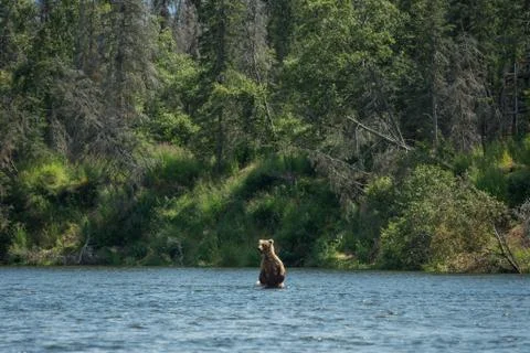 Large brown bear sow Stock-Fotos