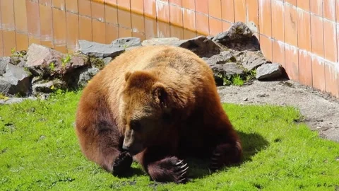 A large brown bear standing in the grass Video stock 155356219