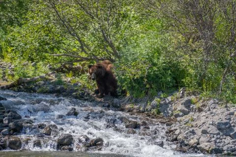 A large brown bear standing near the mountain river Stock Photos