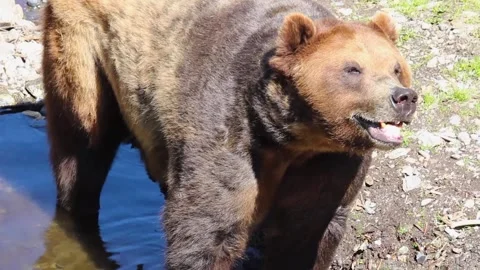 A large brown bear standing next to a dog Stock Footage 155355593