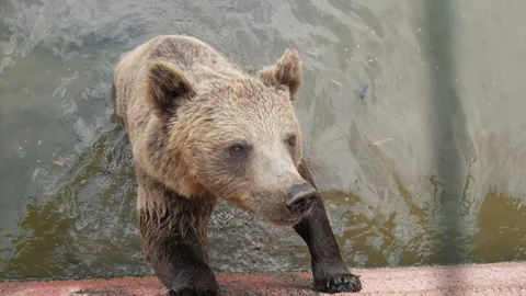 Large brown bear standing in a pool and catching thrown food in a zoo in slo-mo 스톡 동영상 116824244