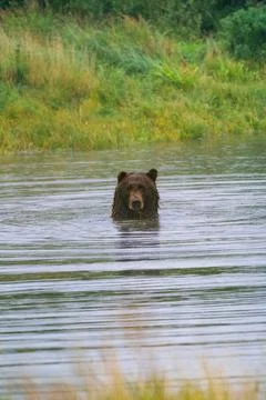 Large brown bear stares at camera while swimming in a creek in alpine natur.. Stock Photos