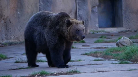 Large brown bear strolling through a zoo enclosure, displaying its impressive Stock Footage 293078021