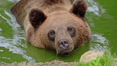 Large Brown bear swimming in a summery bog lake. Stock Footage 278535616