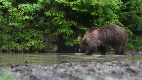 Large brown bear swims in a wild forest river Stock Footage 139671394