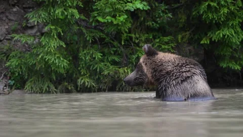 Large brown bear swims in a wild forest river Stock Footage 139671449
