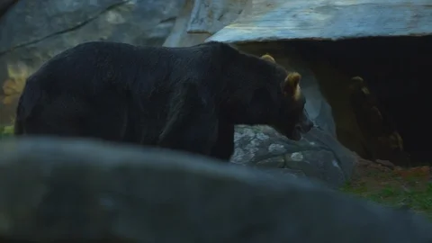 Large Brown bear walking and carrying bucket in the zoo Stock Footage 103786659