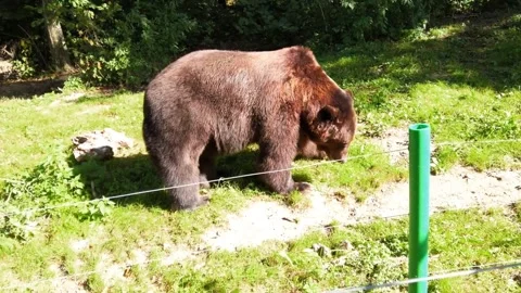 A large brown bear walking on green grass in sunlight with trees in backgroun Stock Footage 336317181