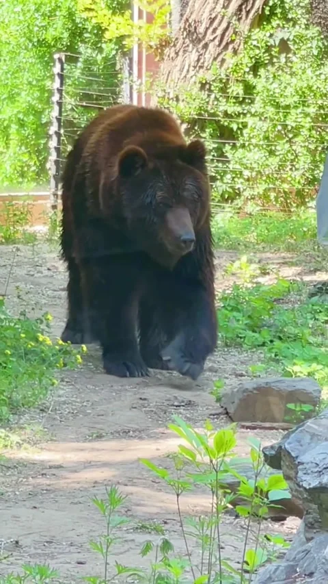 Large brown bear walking through a lush green zoo enclosure Vídeos de archivo 334824294