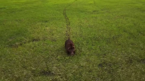 Large brown bear walking through high green grass in wide field cinematic Stock Footage 340951671