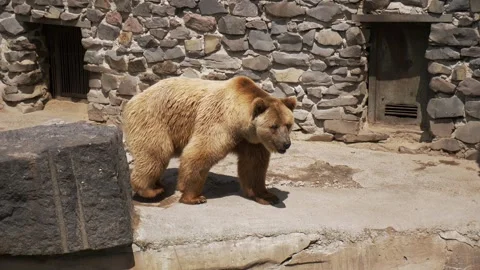 Large brown bear walks around its enclosure on a sunny, hot day at the zoo. Stock Footage 312249224