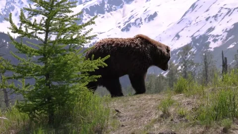 Large Brown Bear Walks To Hilltop In Mountains And Sits Stock-Footage 170165816