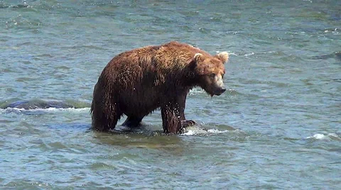 Large Brown Bear Walks Threateningly Towards Other Boar Stock Footage 51147524